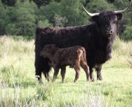 Cow and Calf at Tulloch