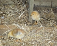Spring chicks