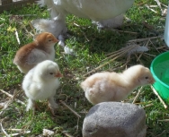 chicks