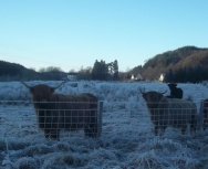 Winter at Tulloch