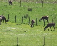 Wild deer coming onto the farm to graze