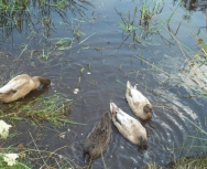 ducks