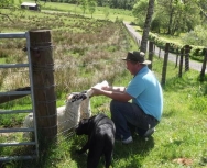 Robert with the lambs