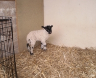 An orphan lamb adopted at Tulloch