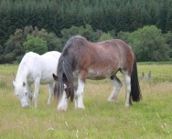 Ceilidh and Tug