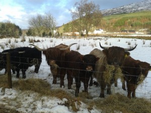 Tulloch Highland Cows