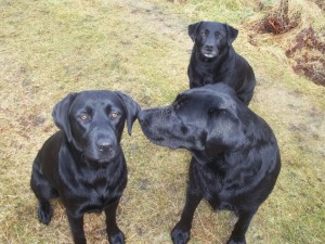 Tulloch Black Labrador Dogs